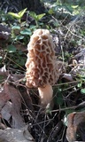 Morchella americana image