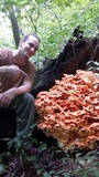 Laetiporus cincinnatus image