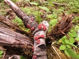 Peniophora rufa image