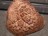 Sarcodon scabrosus image