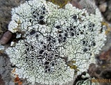 Lecanora argopholis image