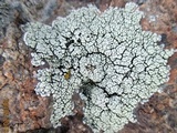 Lecanora argopholis image