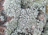 Lecanora argopholis image