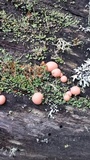 Lycogala epidendrum image