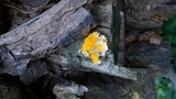 Hypomyces aurantius image