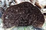 Hexagonia hydnoides image