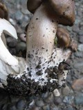 Lyophyllum decastes image
