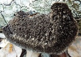 Hexagonia hydnoides image