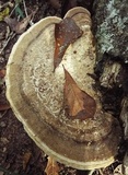 Daedalea quercina image