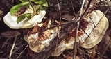 Trametes cubensis image