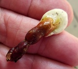 Ganoderma curtisii image
