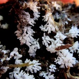 Ceratiomyxa fruticulosa var. fruticulosa image