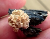 Xylaria cubensis image
