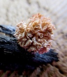 Xylaria cubensis image