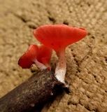 Sarcoscypha occidentalis image
