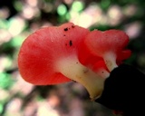 Sarcoscypha occidentalis image