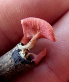 Sarcoscypha occidentalis image