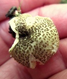 Lentinus tigrinus image