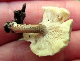 Lentinus tigrinus image