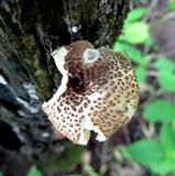 Lentinus tigrinus image