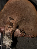 Sarcodon scabrosus image