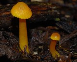 Hygrocybe cerinolutea image
