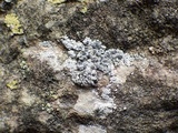 Diplotomma alboatrum image