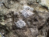 Diplotomma alboatrum image