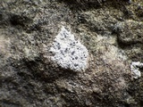 Diplotomma alboatrum image