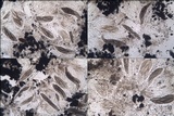 Opegrapha mougeotii image