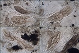 Opegrapha mougeotii image