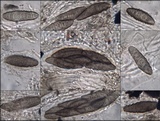 Opegrapha mougeotii image
