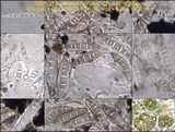 Opegrapha mougeotii image