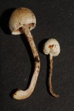 Tympanella galanthina image