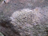Opegrapha mougeotii image
