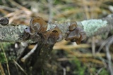 Exidia recisa image