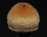 Tympanella galanthina image
