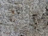 Lecanographa lyncea image