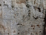 Lecanographa lyncea image