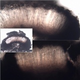 Lecanographa lyncea image