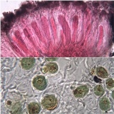 Lecanographa lyncea image