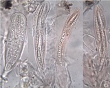 Lecanographa lyncea image