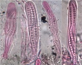 Lecanographa lyncea image