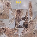 Lecanographa lyncea image