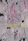 Lecanographa lyncea image