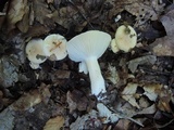 Hygrophorus laurae image