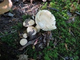 Hygrophorus laurae image