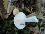 Hygrophorus laurae image