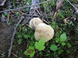 Hygrophorus laurae image