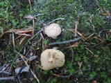 Hygrophorus laurae image